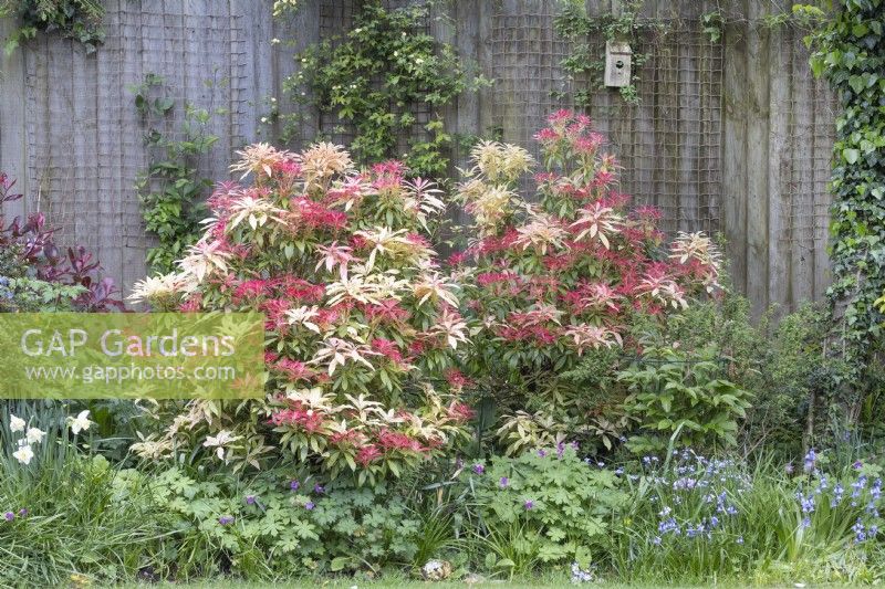 Pieris 'Forest Flame' in mixed border with climbing rose on fence behind, May