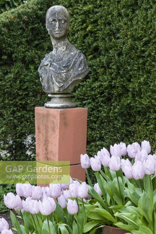Terracotta pots of Tulipa 'Candy Prince'  Bust on plinth in front of Yew hedge. April. Spring. 