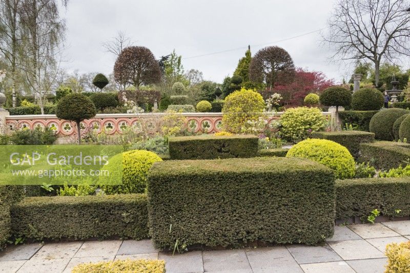 Clipped Yew hedges with Box mounds in the Howdah Garden. April. Spring. 