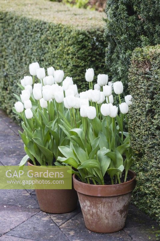 Terracotta pots planted with Tulipa 'Virgin Queen' backed by by hedges of clipped Yew. April. Spring. 