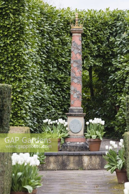 The Elizabeth I and II crowned column backed by Laurel hedge.  Terracotta pots planted with Tulipa 'Virgin Queen' and contained by hedges of clipped Yew. April. Spring. 
