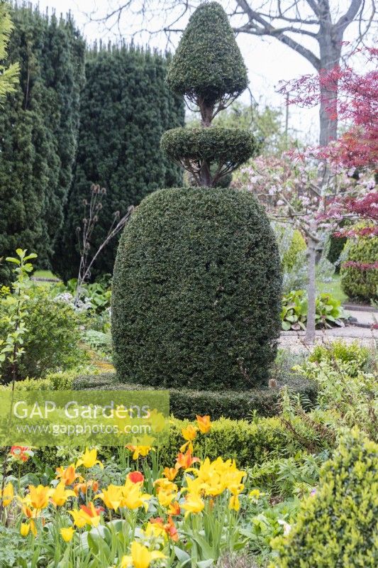 Chess piece style topiary in Yew. April. Spring.