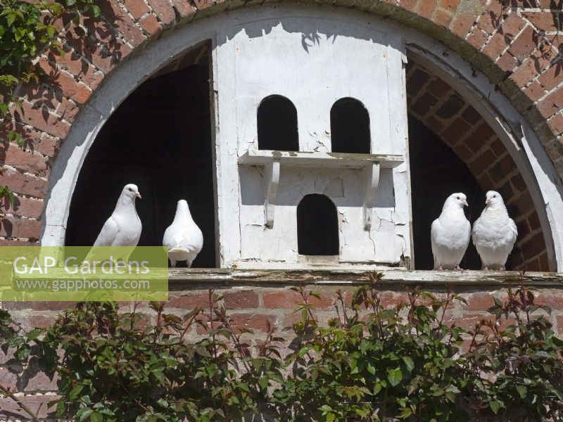 Fan-Tailed Pigeons looking from old dovecote
