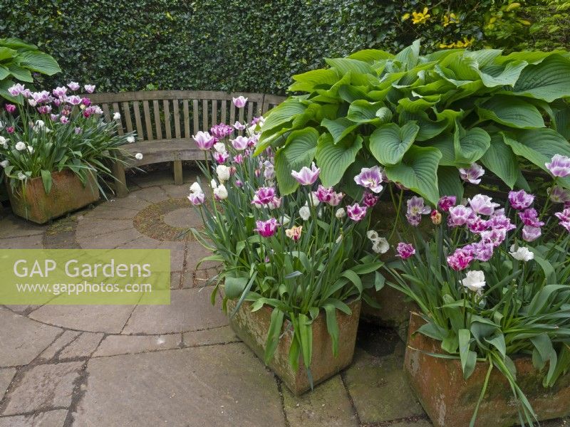 'Empress Wu' Hosta and mixed Tulips growing in container pots May Spring
