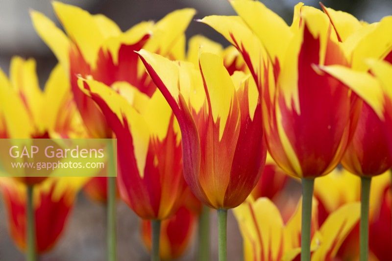 Tulipa 'Fire Wings' - Lily Flowered Tulip