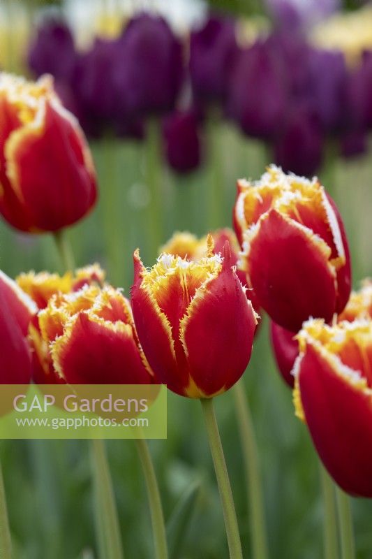 Tulipa 'Davenport' - Fringed Tulip