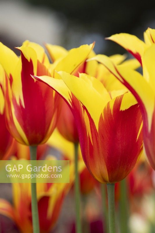 Tulipa 'Fire Wings' - Lily Flowered Tulip