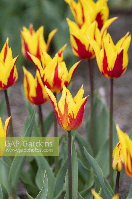 Tulipa 'Firework' - Lily Flowered Tulip