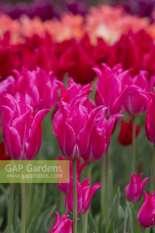 Tulipa 'Pretty Love' -  Lily Flowered Tulip
