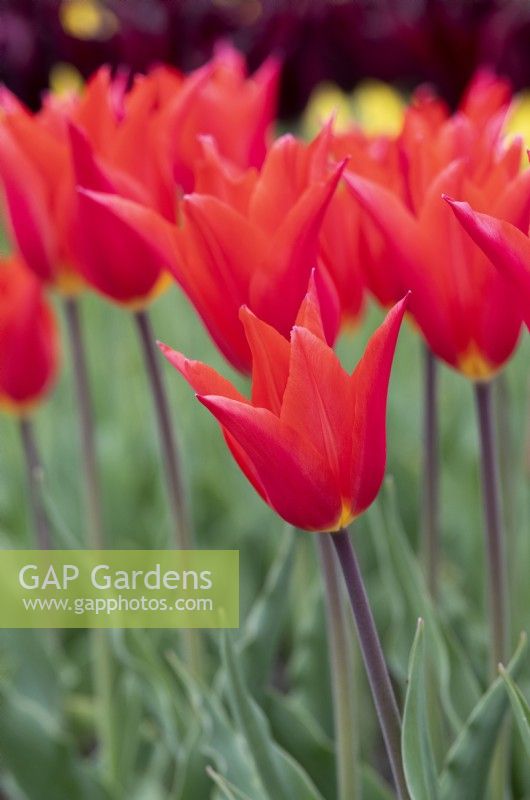 Tulipa 'Royal Charm' - Lily Flowerd Tulip