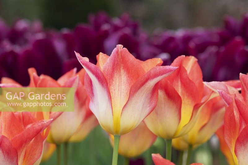 Tulipa 'Moonblush' - Lily-flowered tulip