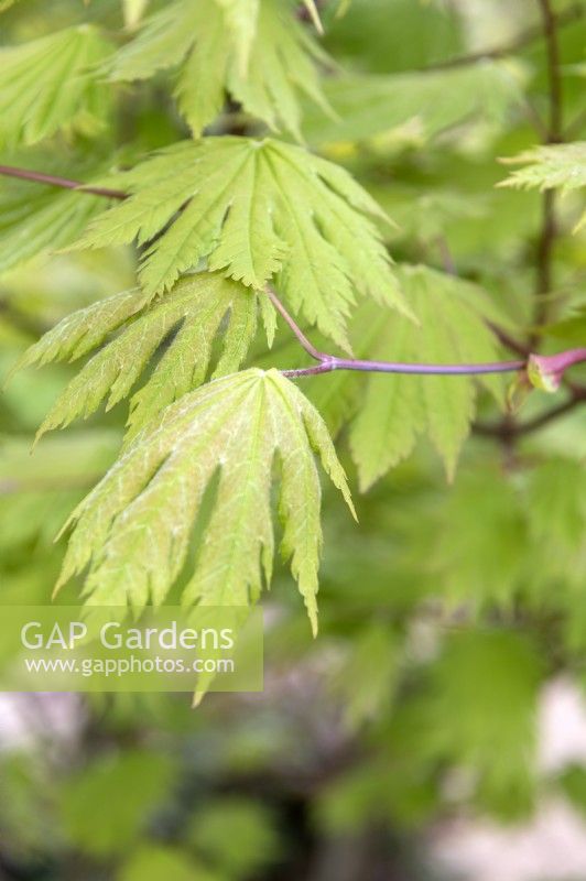 Acer palmatum 'O-taki' Japanese Maple