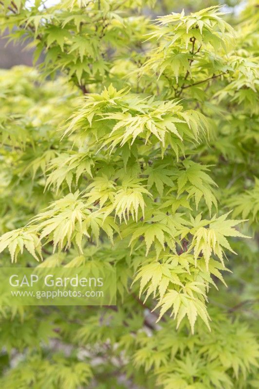 Acer palmatum 'Sango Kaku' Japanese Maple