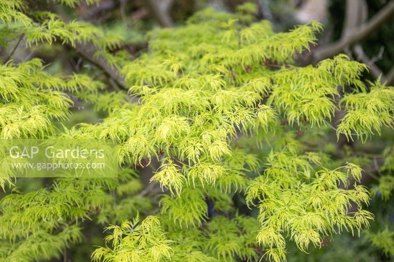 Acer palmatum var dissectum 'Seiryu' Japanese Maple