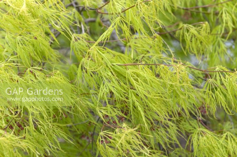 Acer palmatum dissectum 'Viridis' Japanese Maple