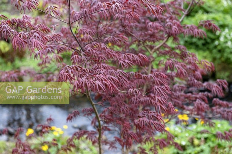 Acer palmatum 'Trompenburg' Japanese Maple