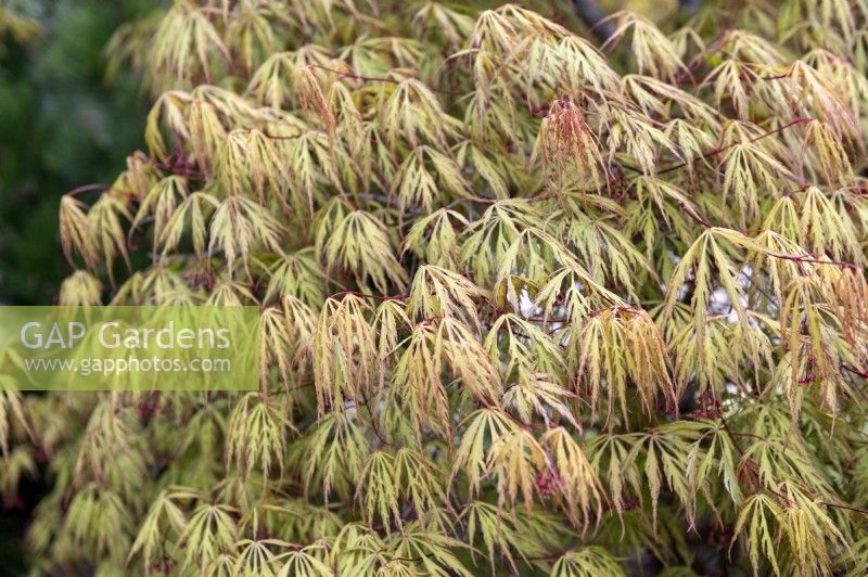 Acer palmatum 'Dissectum flavescens' Japanese Maple