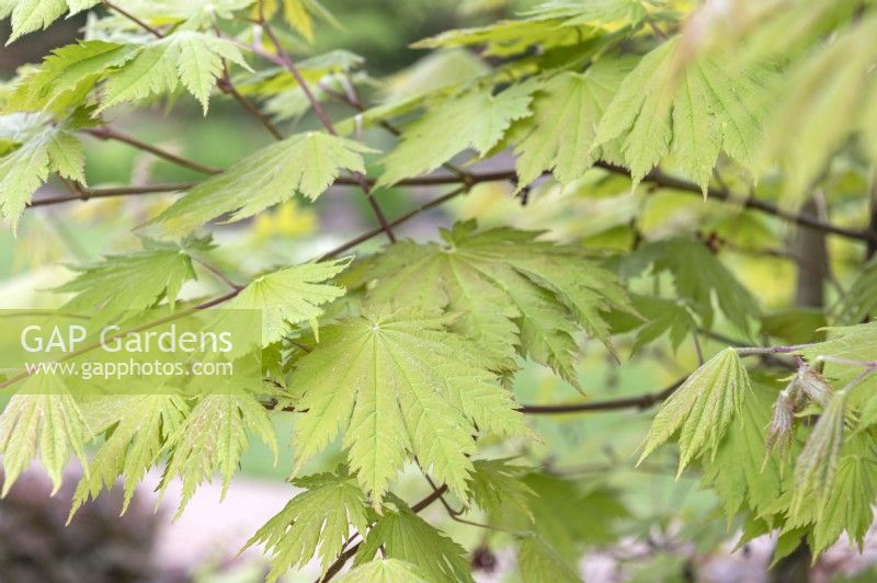 Acer palmatum 'O-taki' Japanese Maple