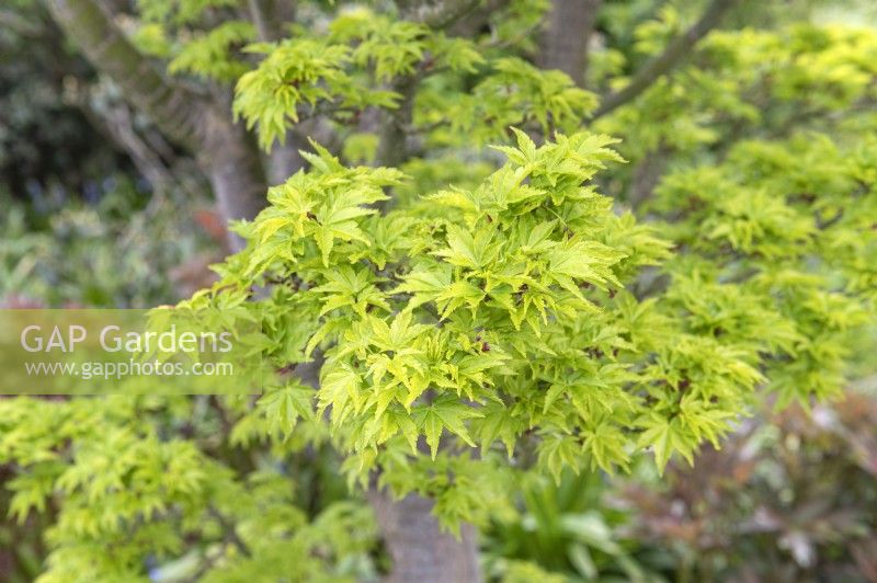 Acer palmatum 'Shishi Gashira' Japanese Maple