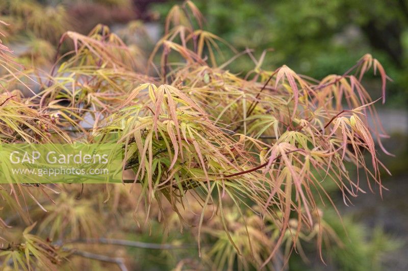 Acer palmatum 'Villa Taranto' Japanese Maple