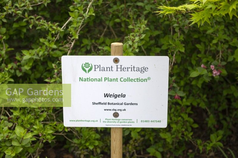 Sign for Plant Heritage National Plant Collection - Weigela - Sheffield Botanical Gardens. Graphics NCCPG