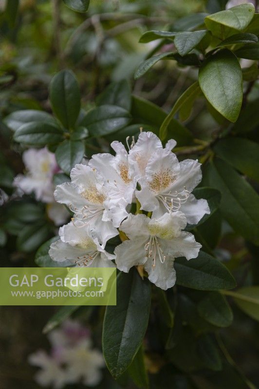 Rhododendron 'Cunninghams white'