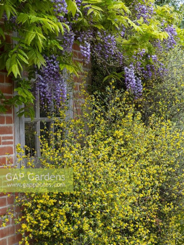 Wisteria sinensis - Chinese Wisteria  and  Corokia x virgata on the Pavilion in the Mediterranean garden East Ruston Old Vicarage Gardens, Norfolk, UK May