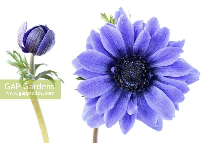 Anemone coronaria  'Lord Lieutenant'  Double flowered garden anemone flower and bud  Saint Bridgid Group  March