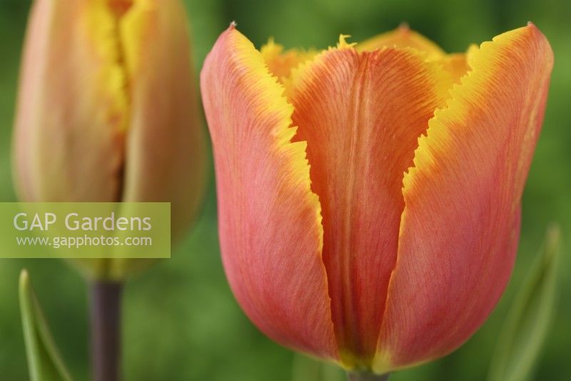 Tulipa  'Fringed Solstice'  Tulip  Fringed Group  March