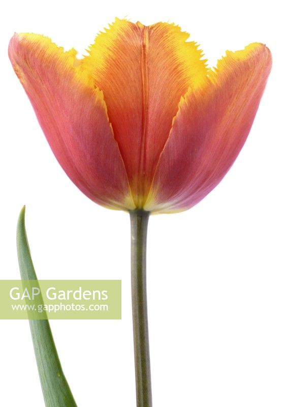 Tulipa  'Fringed Solstice'  Tulip  Fringed Group  April

