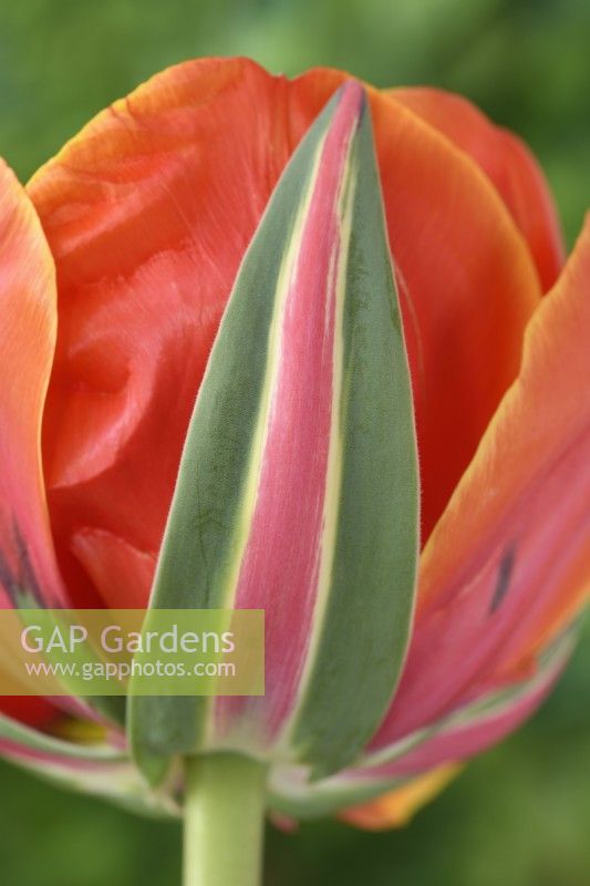 Tulipa  'Queensday'  Tulip  Double Late Group  April
