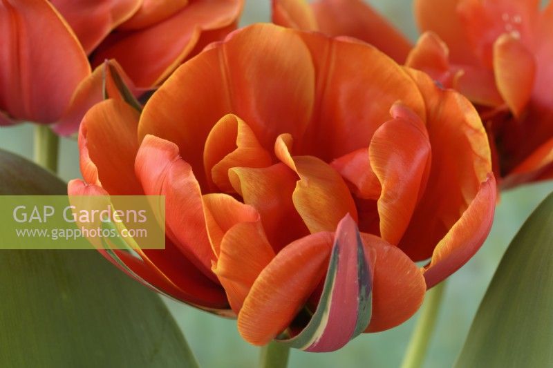 Tulipa  'Queensday'  Tulip  Double Late Group  April
