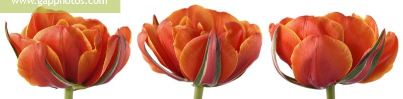 Tulipa  'Queensday'  Tulip  Double Late Group  Composite picture  April