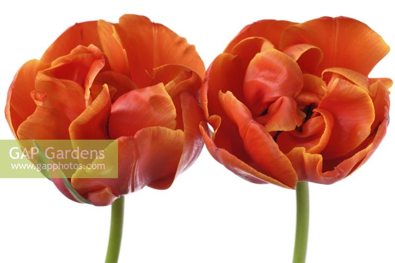 Tulipa  'Queensday'  Tulip  Double Late Group  April