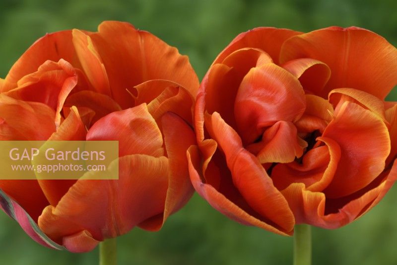 Tulipa  'Queensday'  Tulip  Double Late Group  April