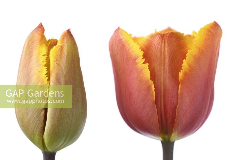 Tulipa  'Fringed Solstice'  Tulip  Fringed Group  March
