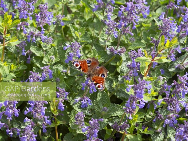 Peacock Butterfly Inachis io feeding on Nepeta - Catmint  May Summer