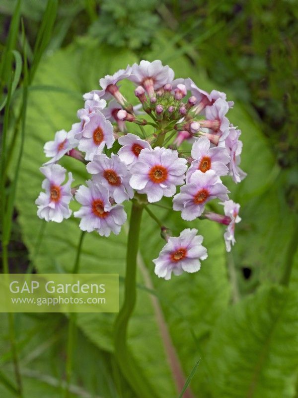 Primula japonica 'Apple Blossom'  May Spring