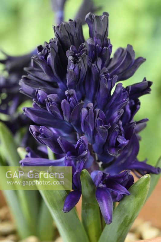 Hyacinthus orientalis	'Midnight Mystique'  Syn 'Midnight Mystic'  Hyacinth flowers starting to open  March