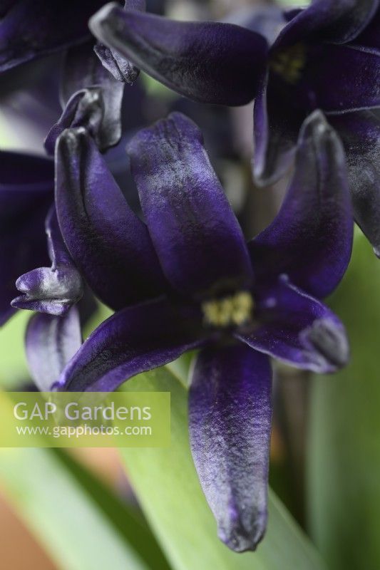 Hyacinthus orientalis	'Midnight Mystique'  Syn 'Midnight Mystic'  Hyacinth flower  March