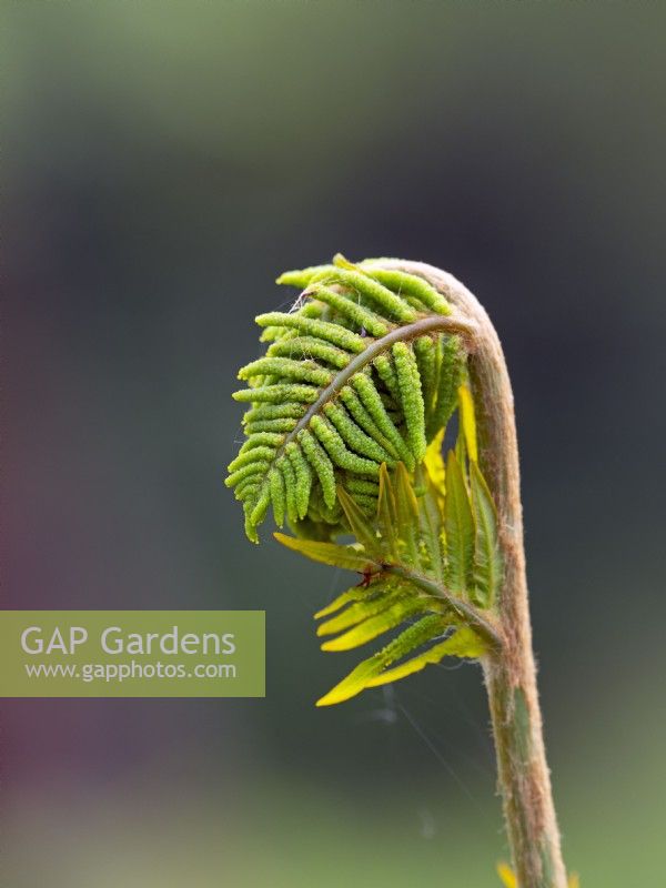  Osmunda regalis - Royal fern unfurling  May Spring