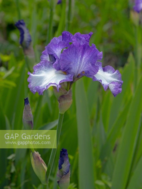 Iris 'Jesses Song'   May Spring