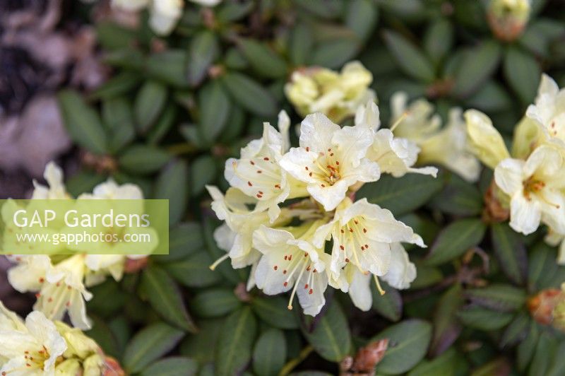 Rhododendron 'Sleeping beauty'