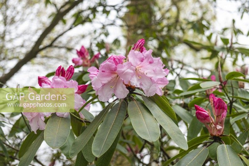Rhododendron 'Loderi King George'
