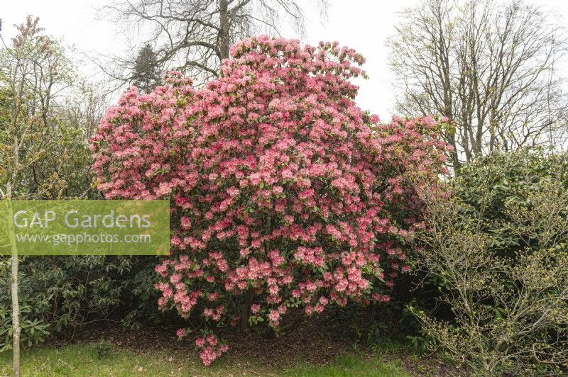 Rhododendron 'Lady Bessborough group'