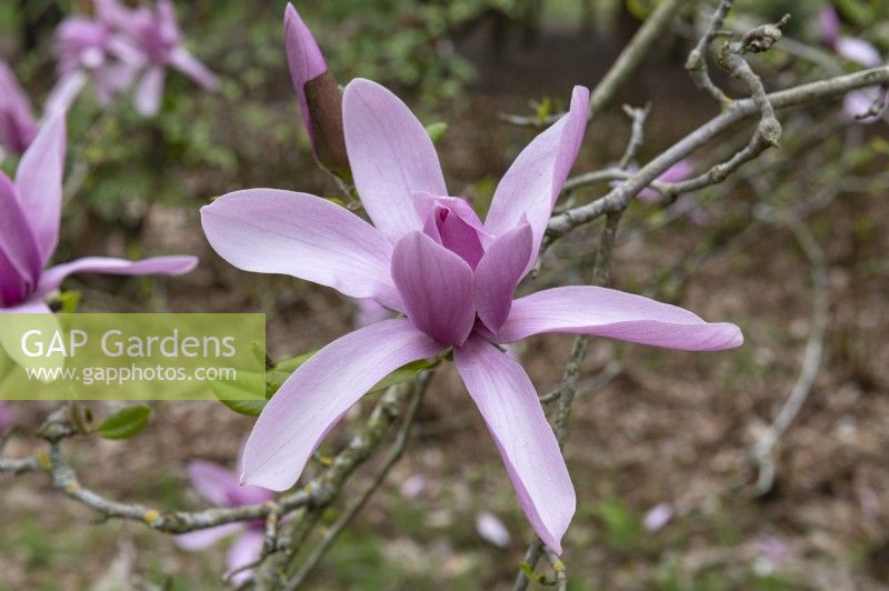 Magnolia 'Caerhays surprise'