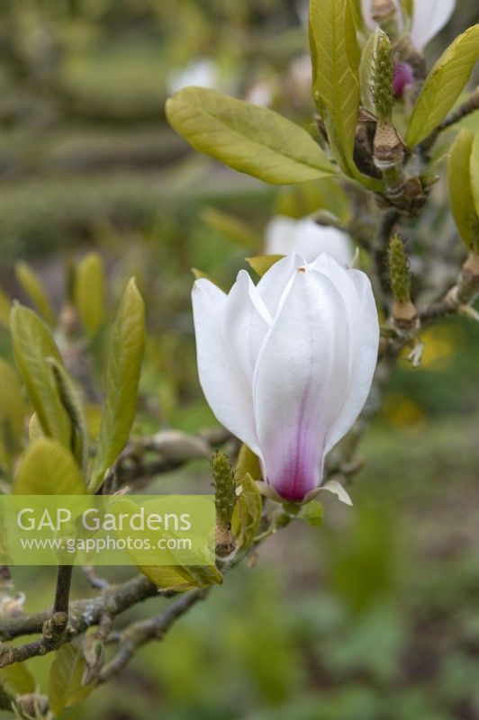 Magnolia 'Fireglow'
