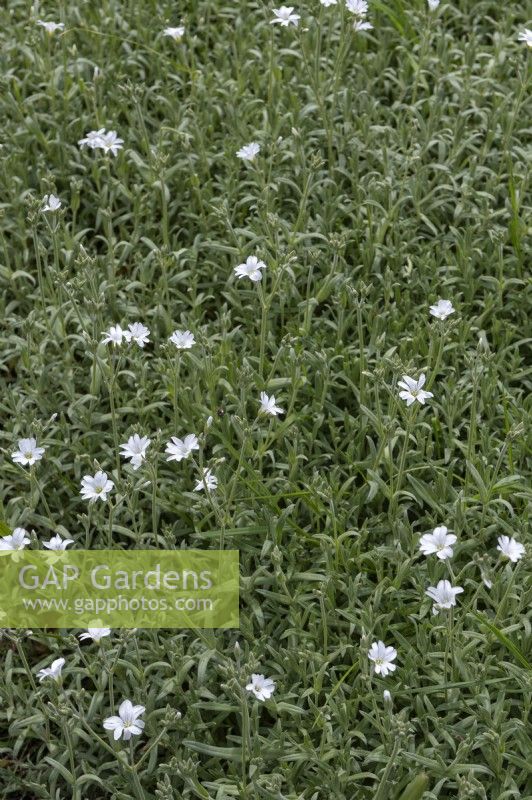 Cerastium tomentosum snow-in-summer