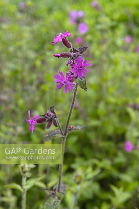 Silene dioica red campion