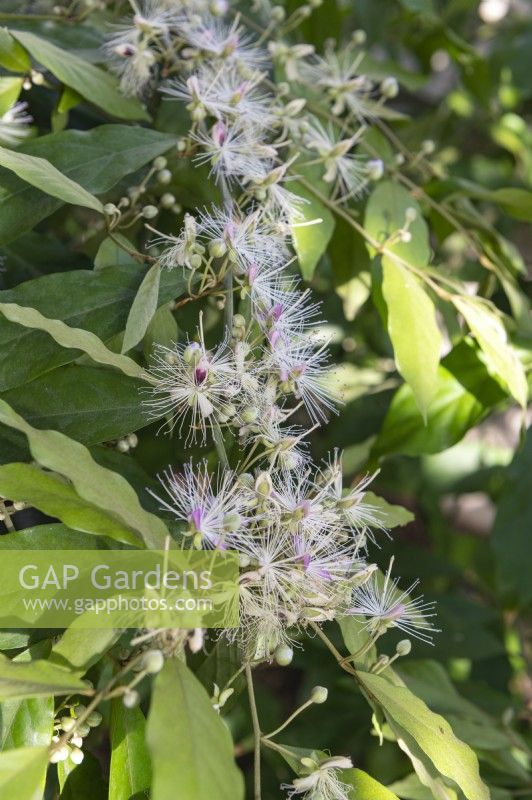 Capparis pubiflora, caper bush